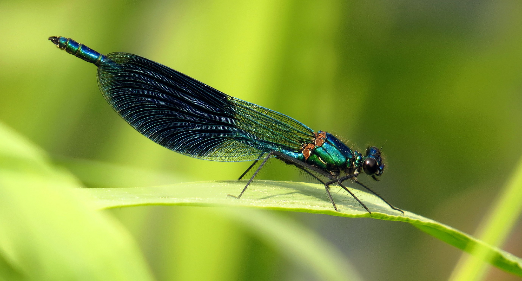 Gebänderte Prachtlibelle (Calopteryx splendens), Männchen