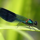 Gebänderte Prachtlibelle (Calopteryx splendens), Männchen