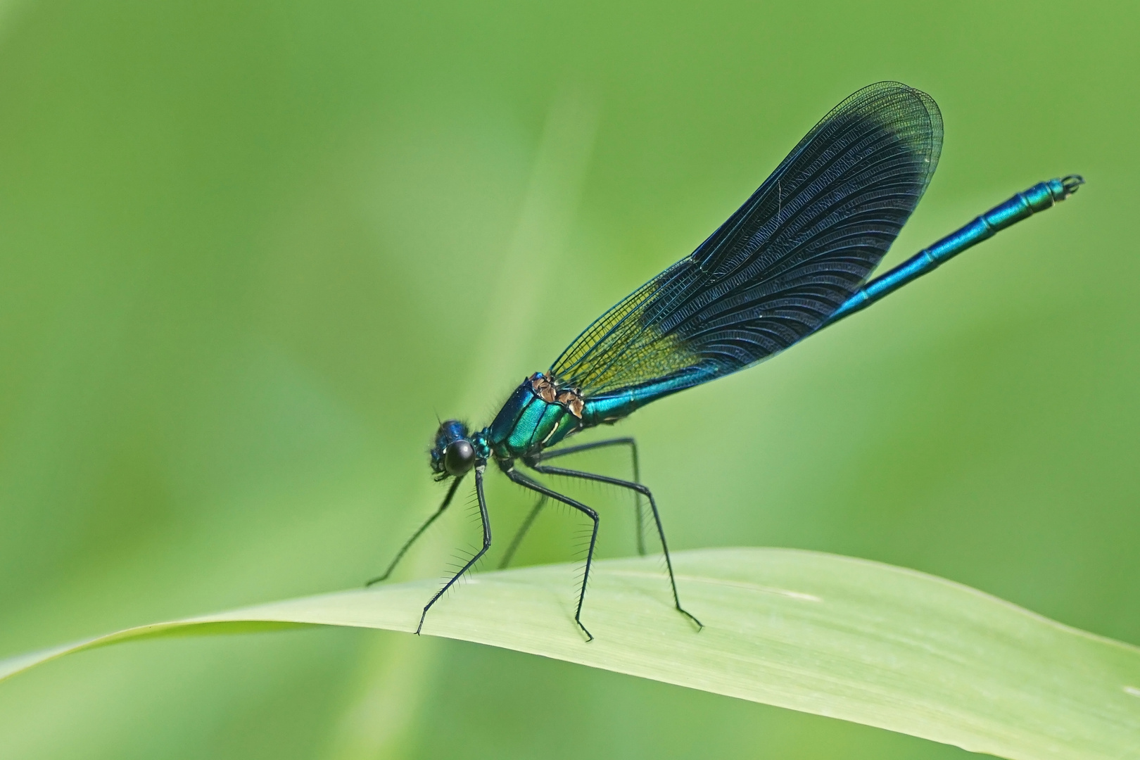 Gebänderte Prachtlibelle (Calopteryx splendens), Männchen