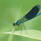 Gebänderte Prachtlibelle (Calopteryx splendens), Männchen