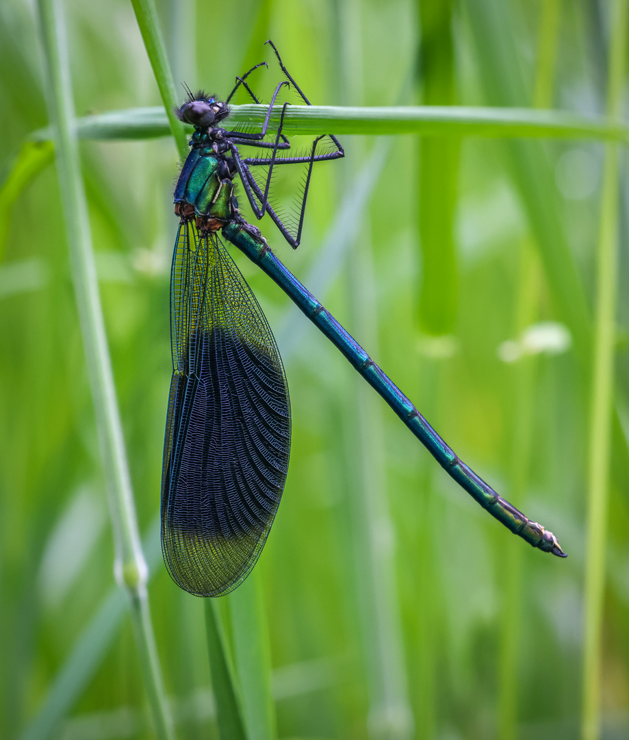 Gebänderte Prachtlibelle (Calopteryx splendens) Männchen