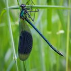 Gebänderte Prachtlibelle (Calopteryx splendens) Männchen