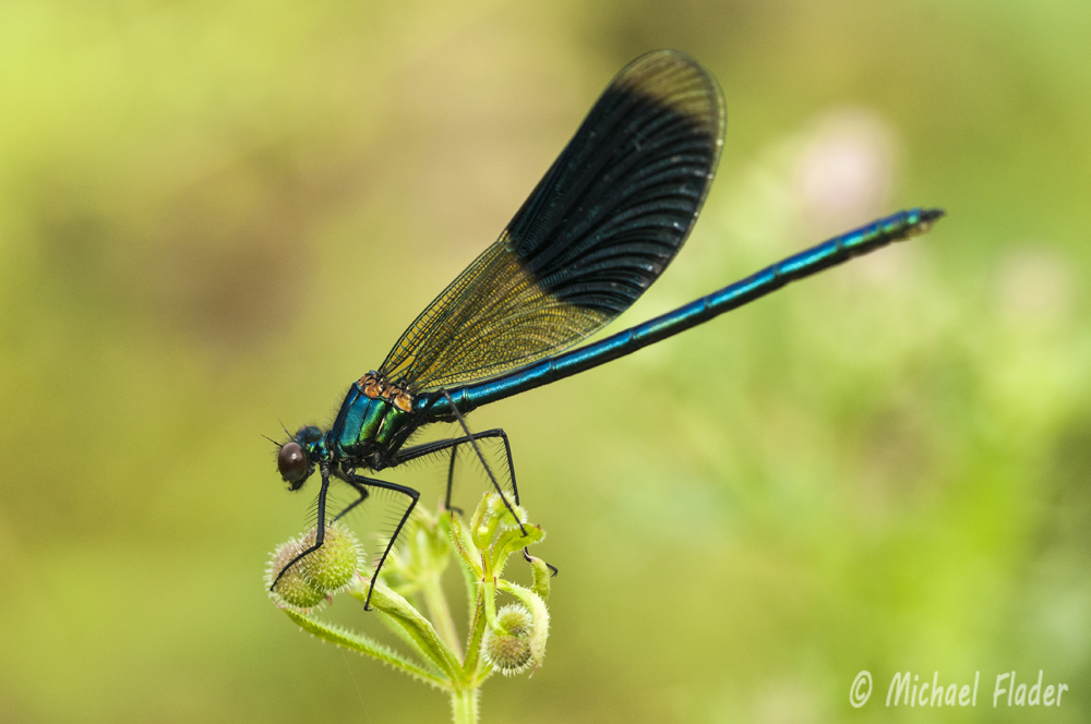 Gebänderte Prachtlibelle (Calopteryx splendens) Männchen