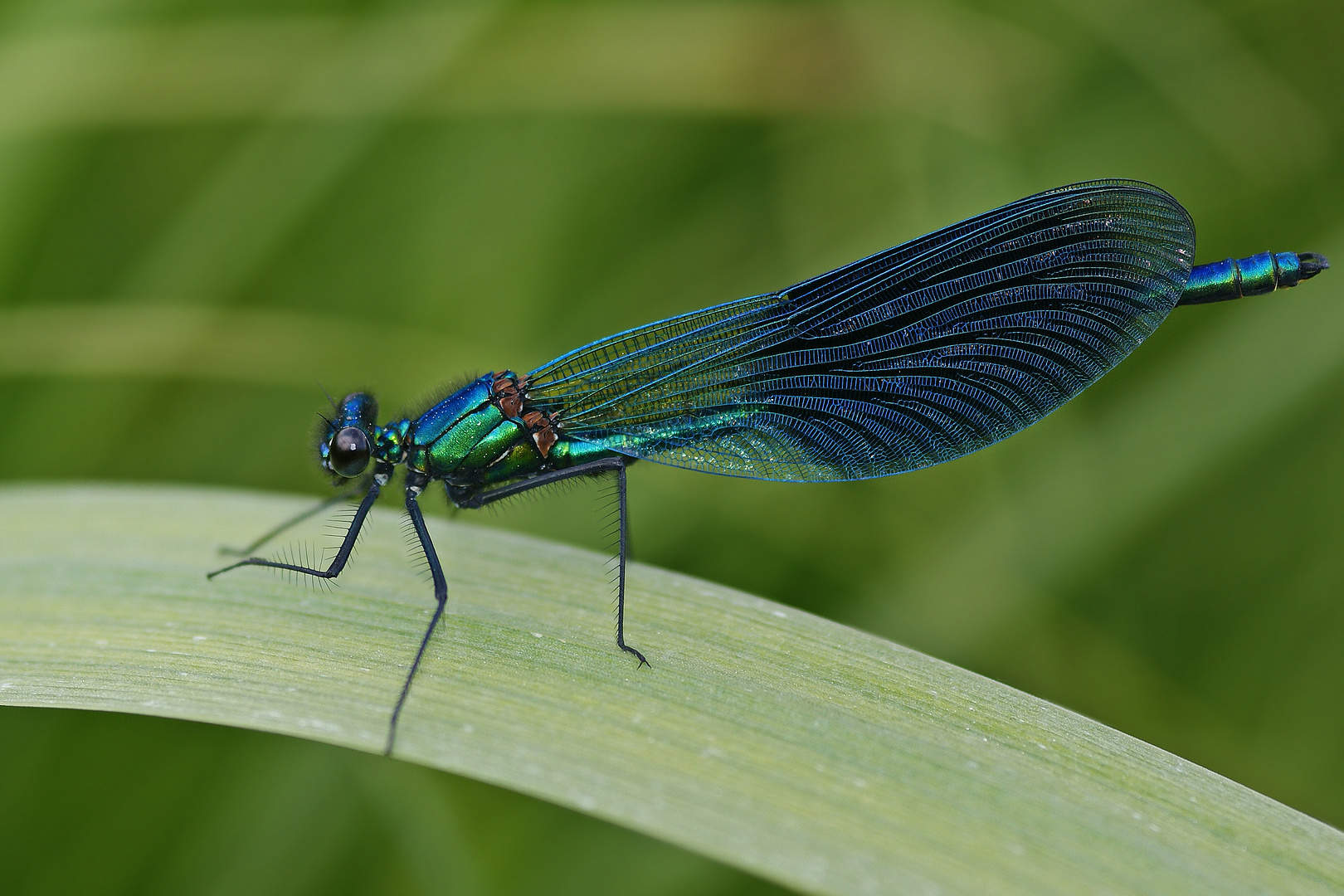 Gebänderte Prachtlibelle (Calopteryx splendens), Männchen