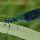 Gebänderte Prachtlibelle (Calopteryx splendens), Männchen