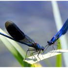 Gebänderte Prachtlibelle (Calopteryx splendens), Männchen