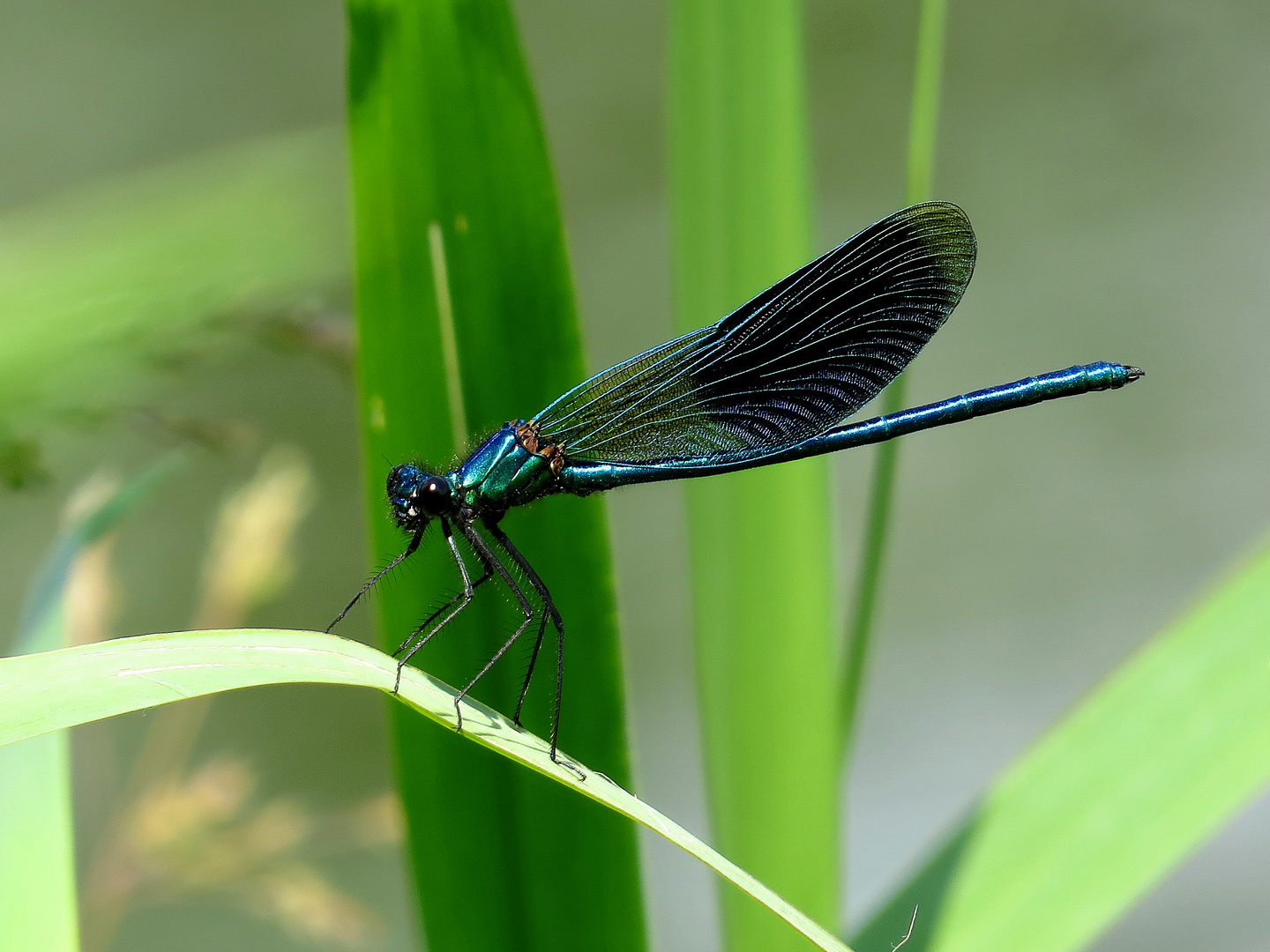 Gebänderte Prachtlibelle (Calopteryx splendens), Männchen