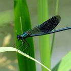 Gebänderte Prachtlibelle (Calopteryx splendens), Männchen