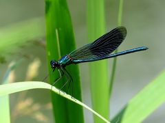 Gebänderte Prachtlibelle (Calopteryx splendens), Männchen