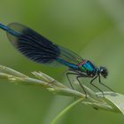 Gebänderte Prachtlibelle (Calopteryx splendens), Männchen