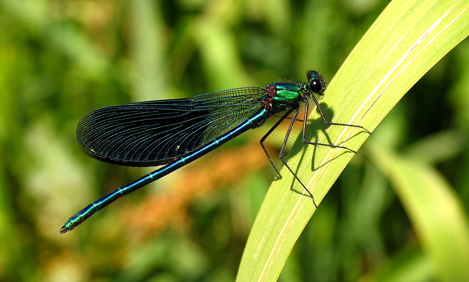 Gebänderte Prachtlibelle (Calopteryx splendens), Männchen