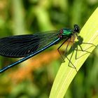 Gebänderte Prachtlibelle (Calopteryx splendens), Männchen