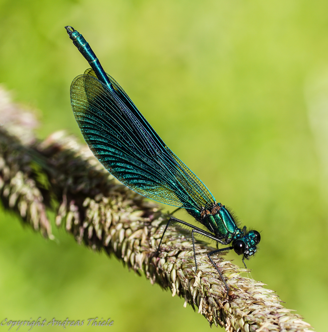 Gebänderte Prachtlibelle (Calopteryx splendens), Männchen