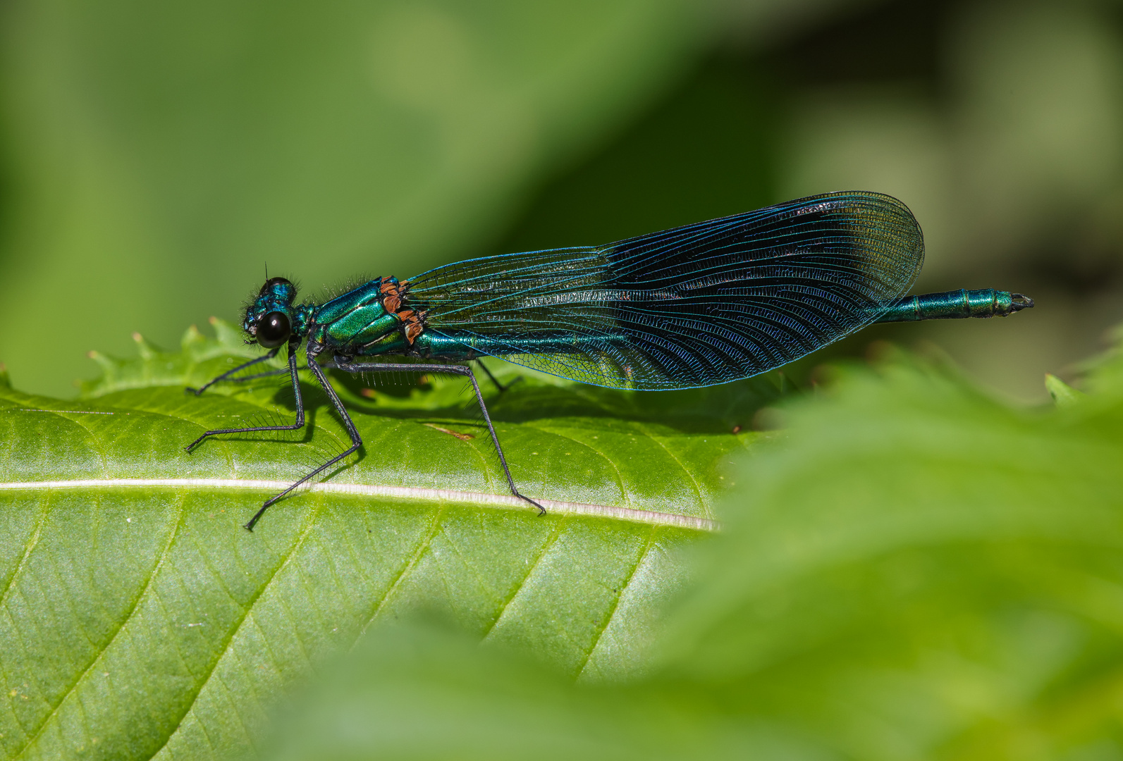 Gebänderte Prachtlibelle (Calopteryx splendens) Männchen