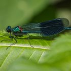 Gebänderte Prachtlibelle (Calopteryx splendens) Männchen