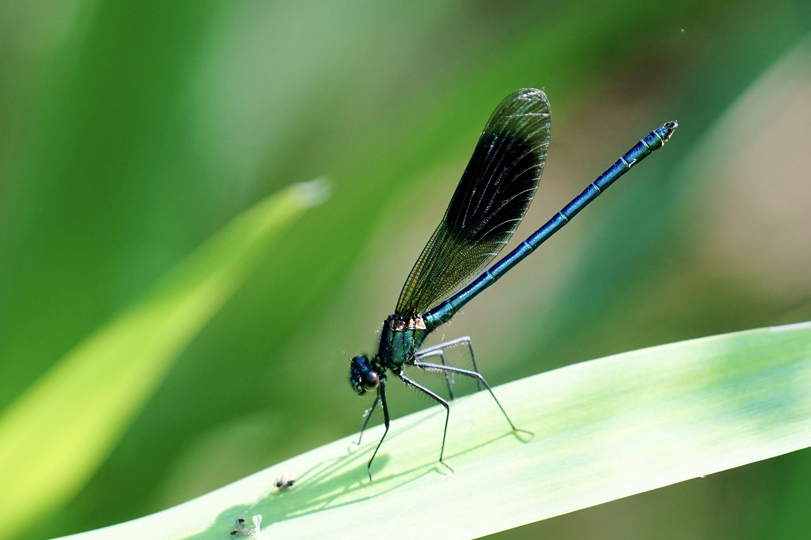 Gebänderte Prachtlibelle (Calopteryx splendens), Männchen