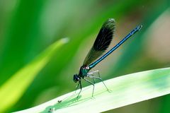 Gebänderte Prachtlibelle (Calopteryx splendens), Männchen