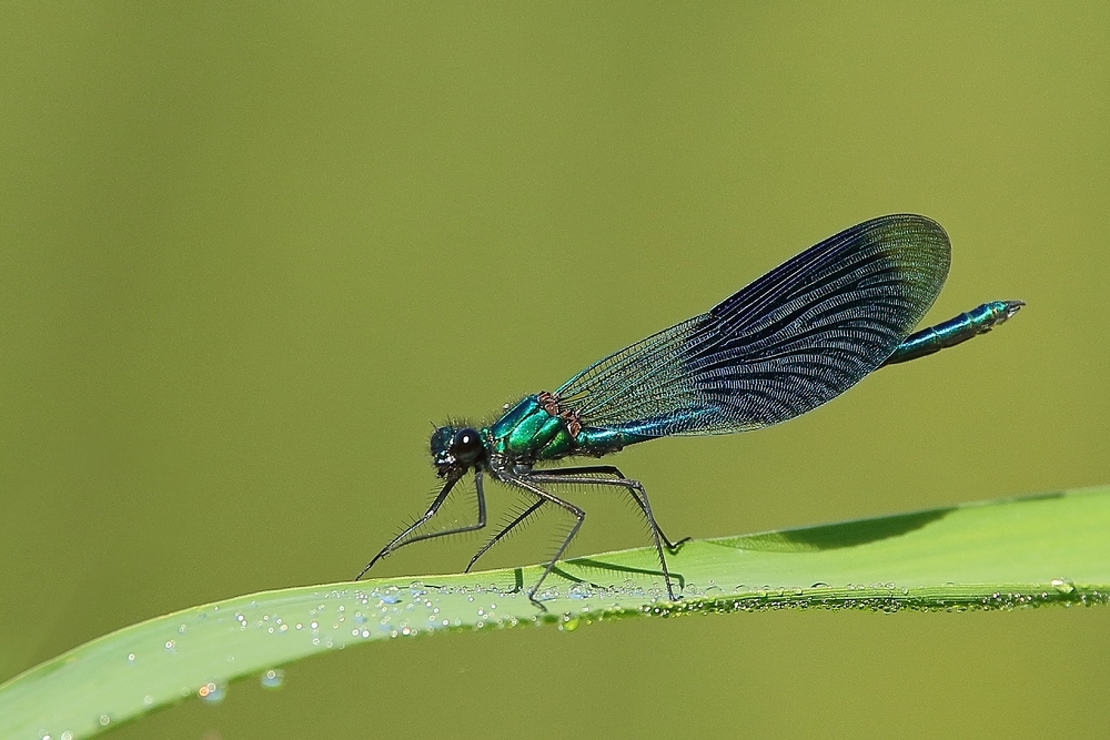  Gebänderte Prachtlibelle (Calopteryx splendens) - Männchen