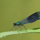  Gebänderte Prachtlibelle (Calopteryx splendens) - Männchen