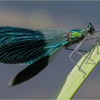 Gebänderte Prachtlibelle - Calopteryx splendens - Männchen, Flügel gespreizt - 5 -