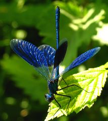 Gebänderte Prachtlibelle (Calopteryx splendens), Männchen in "Obelisk" Stellung