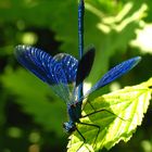 Gebänderte Prachtlibelle (Calopteryx splendens), Männchen in "Obelisk" Stellung