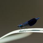 Gebänderte Prachtlibelle, Calopteryx splendens, männl.