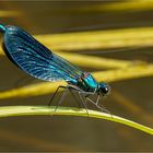 gebänderte Prachtlibelle - Calopteryx splendens - männl. ..... 