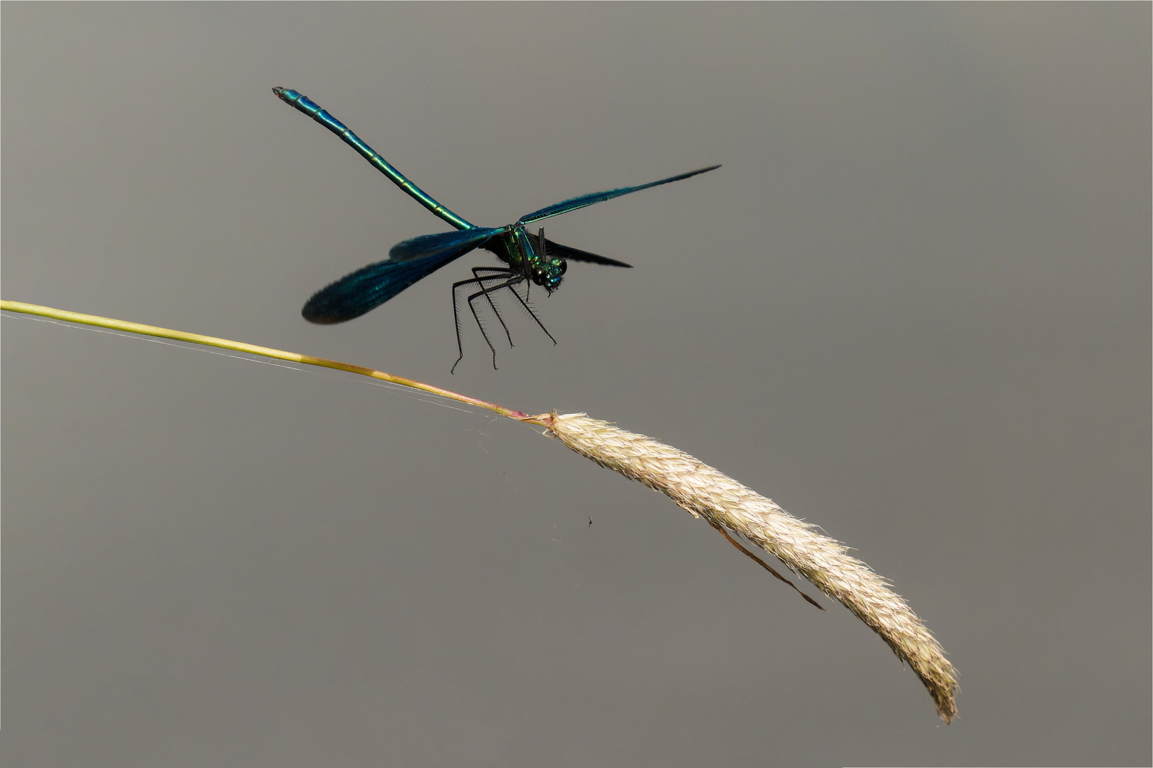  gebänderte Prachtlibelle - Calopteryx splendens - männl.