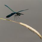  gebänderte Prachtlibelle - Calopteryx splendens - männl.