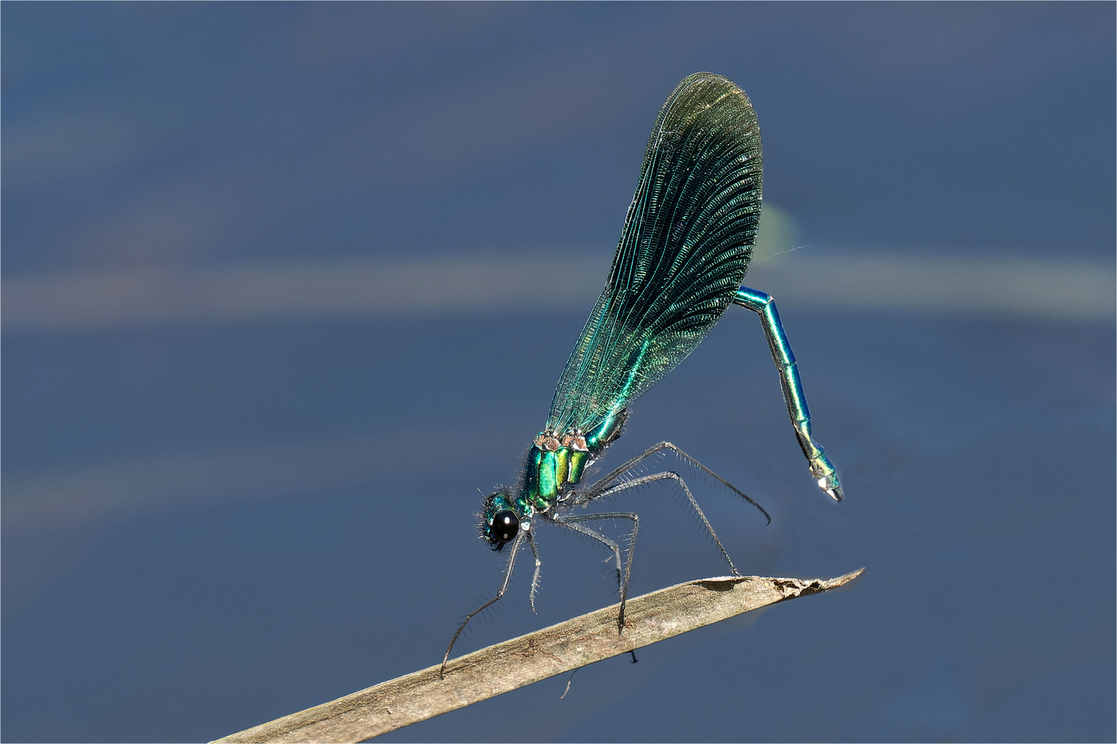 gebänderte Prachtlibelle - Calopteryx splendens - männl. .....