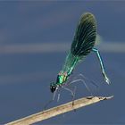 gebänderte Prachtlibelle - Calopteryx splendens - männl. .....