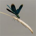 gebänderte Prachtlibelle - Calopteryx splendens - männl.  .....