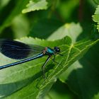 Gebänderte Prachtlibelle (calopteryx splendens), männlich