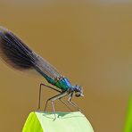 Gebänderte Prachtlibelle (Calopteryx splendens), männlich