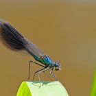 Gebänderte Prachtlibelle (Calopteryx splendens), männlich