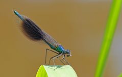 Gebänderte Prachtlibelle (Calopteryx splendens), männlich