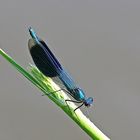 Gebänderte Prachtlibelle (Calopteryx splendens), männlich