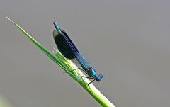 Gebänderte Prachtlibelle (Calopteryx splendens), männlich