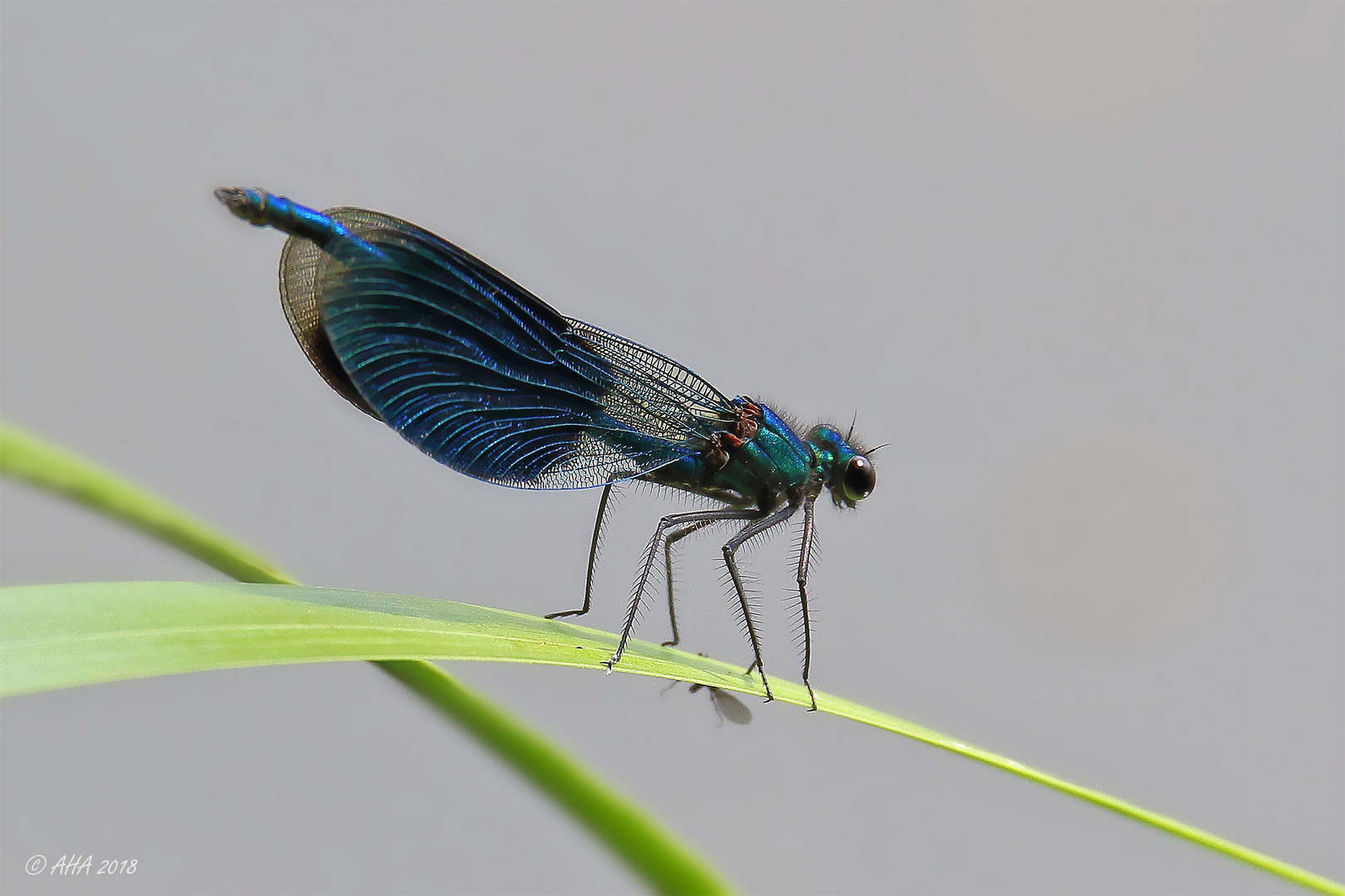 Gebänderte Prachtlibelle (Calopteryx splendens) männlich