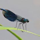 Gebänderte Prachtlibelle (Calopteryx splendens) männlich