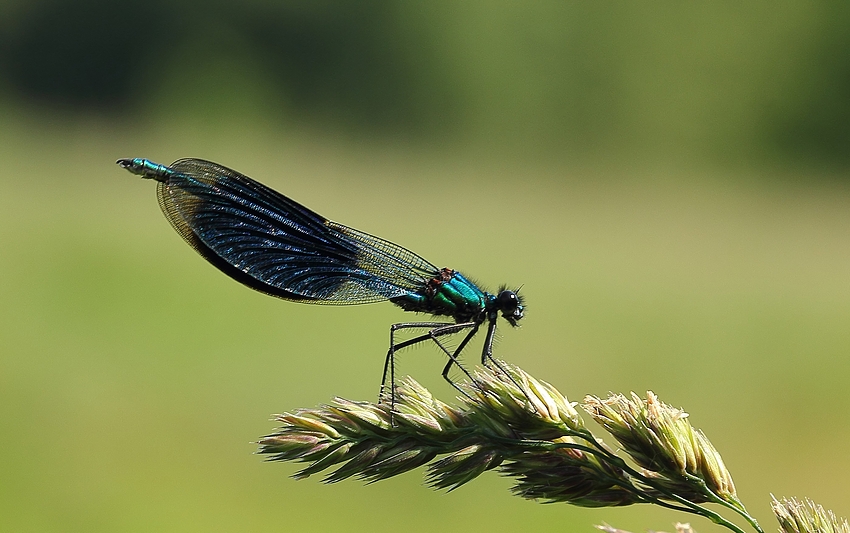 Gebänderte Prachtlibelle (Calopteryx splendens) - männlich