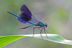 Gebänderte Prachtlibelle (Calopteryx splendens), männlich