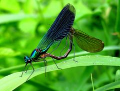 Gebänderte Prachtlibelle (Calopteryx splendens), Paarungsrad