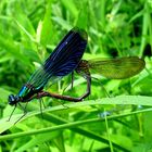 Gebänderte Prachtlibelle (Calopteryx splendens), Paarungsrad (1)