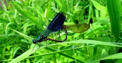 Gebänderte Prachtlibelle (Calopteryx splendens), Paarungsrad (1)