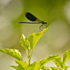 Gebänderte Prachtlibelle (Calopteryx splendens), Provence, Sorgue, 10.06.2018