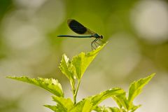 Gebänderte Prachtlibelle (Calopteryx splendens), Provence, Sorgue, 10.06.2018