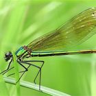 Gebänderte Prachtlibelle (Calopteryx splendens) ( w)