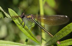 Gebänderte Prachtlibelle (Calopteryx splendens), Weibchen